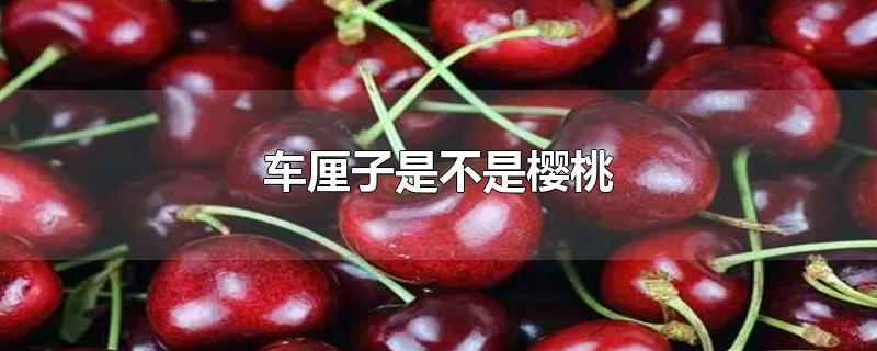 车厘子是不是樱桃