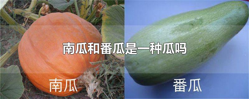 南瓜和番瓜是一种瓜吗