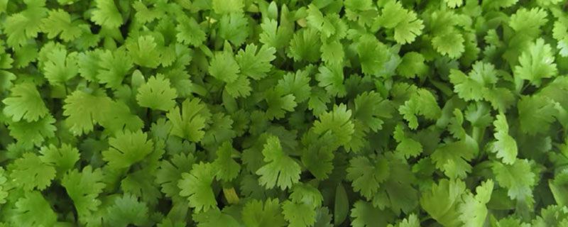 香菜太多吃不完怎处理