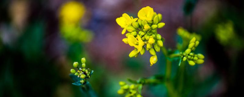 油菜花的花语和寓意