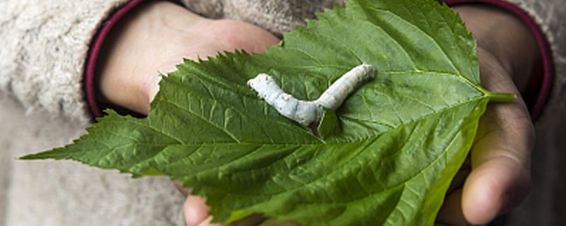 蚕宝宝是昆虫吗