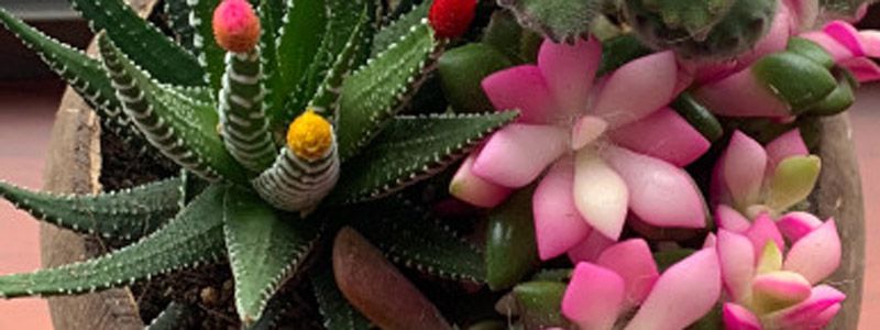 多肉可以晒太阳吗