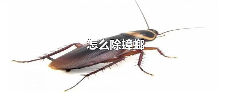 怎么除蟑螂