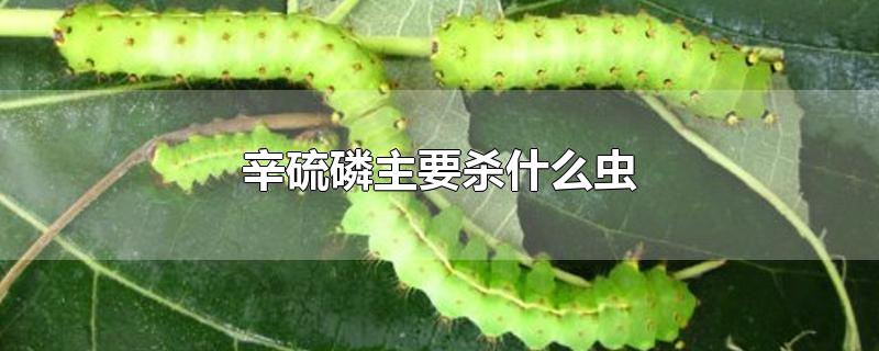 辛硫磷主要杀什么虫