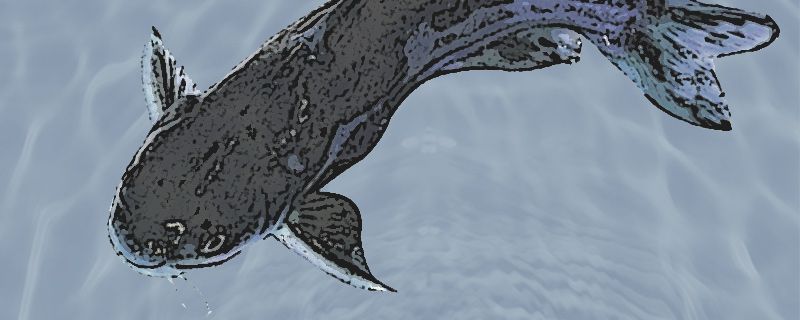 什么鱼没有小刺