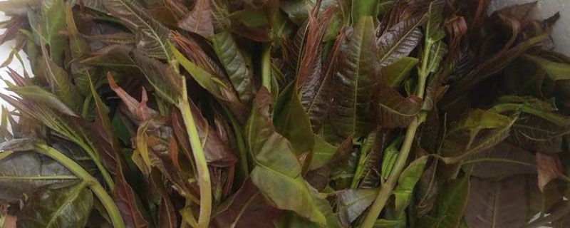 香椿芽腌咸菜需要焯水吗