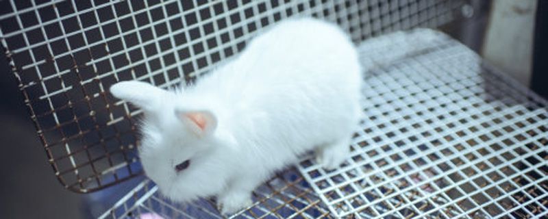 身上洁白如玉是什么动物