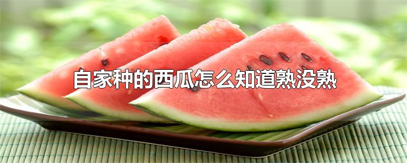 自家种的西瓜怎么知道熟没熟