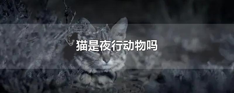 猫是夜行动物吗