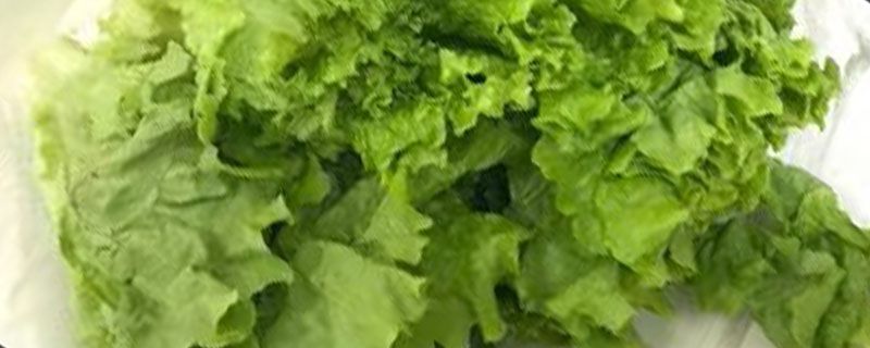 生菜和罗马生菜区别