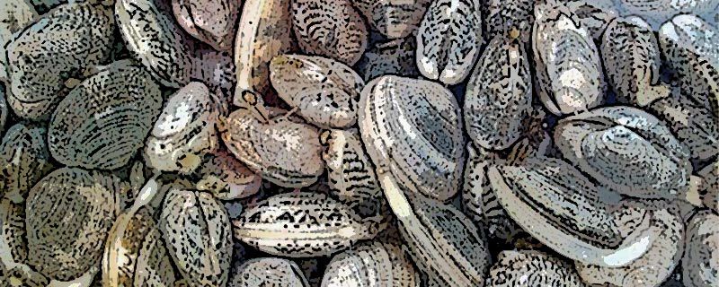 黄蚬子怎么保存