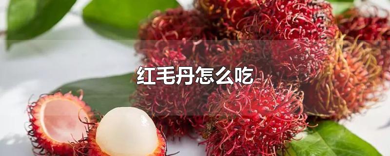 红毛丹怎么吃