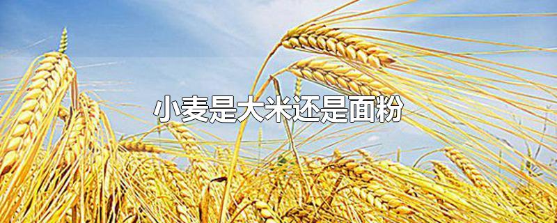 小麦是大米还是面粉