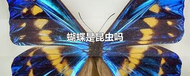 蝴蝶是昆虫吗