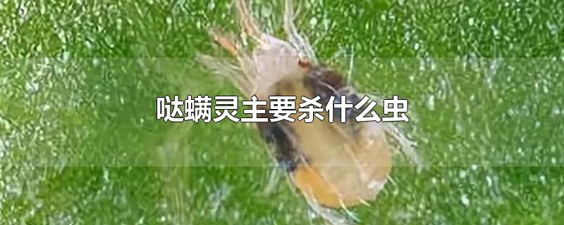 哒螨灵主要杀什么虫