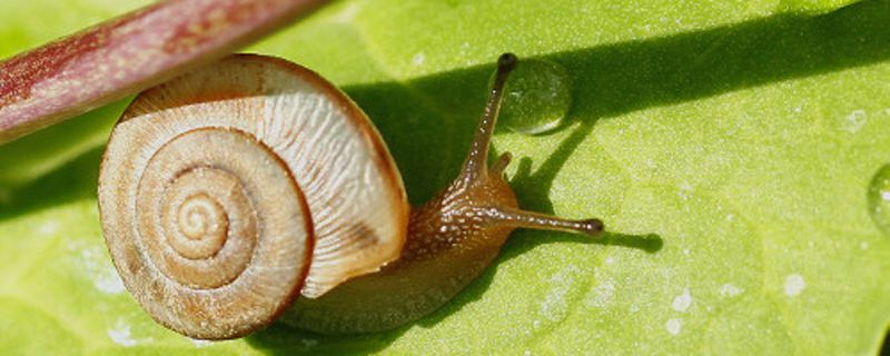 海里像蜗牛没有壳的软体动物