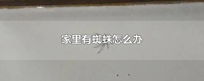 家里有蜘蛛怎么办