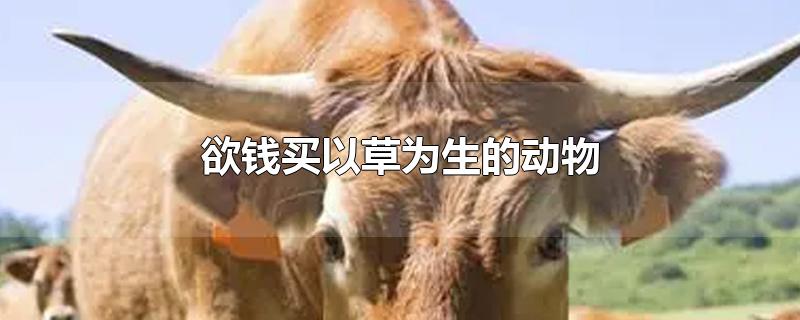 欲钱买以草为生的动物