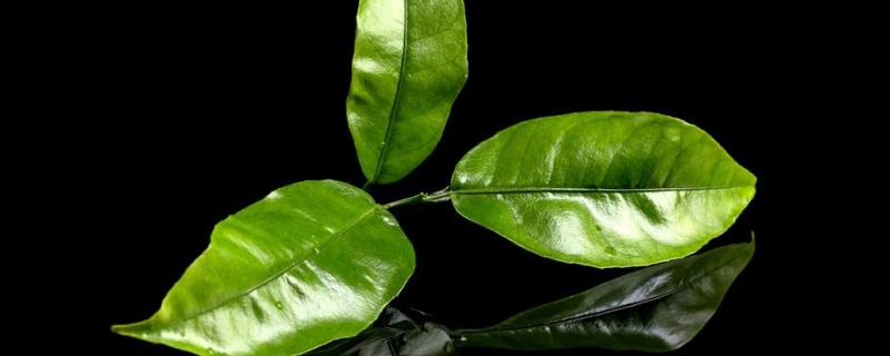 清明节前的茶叶叫什么