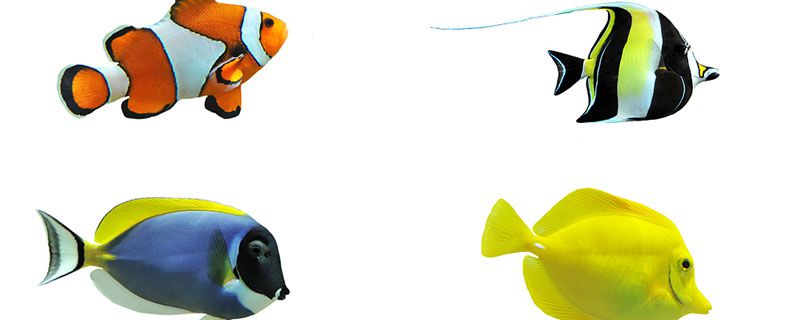 翻车鱼为什么叫翻车鱼