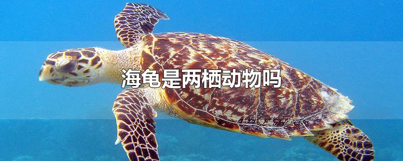 海龟是两栖动物吗