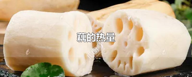 藕的热量